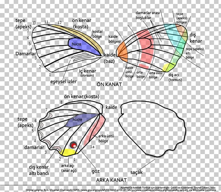 Butterfly Insect Holometabolism Proboscis Pollinator PNG, Clipart ...