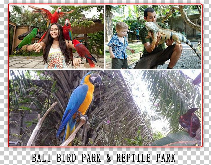 Macaw Fauna Beak Leisure Vacation PNG, Clipart, Animal, Bali, Barong, Beak, Bird Free PNG Download