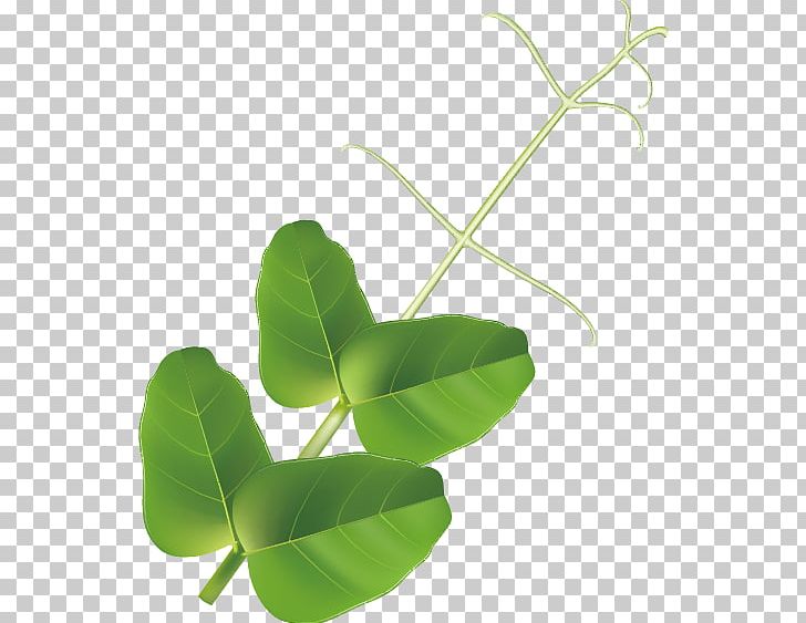 Pea Bean Drawing Illustration PNG, Clipart, Bean, Color, Drawing, Encapsulated Postscript, Explosion Effect Material Free PNG Download
