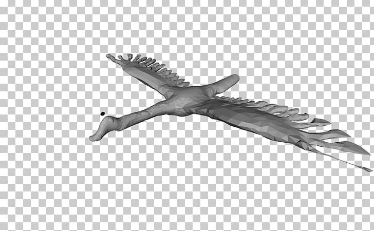 White PNG, Clipart, Black And White, Fauna, Others, White, Wing Free PNG Download