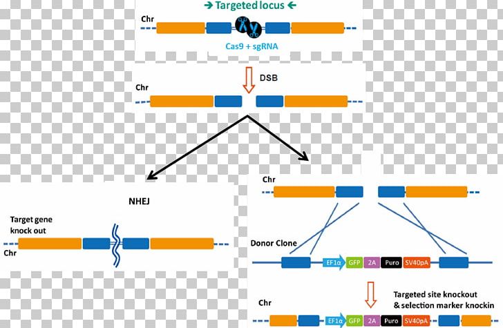 Genome Editing Transcription Activator-like Effector Nuclease CRISPR Gene Knockout Gene Knockin PNG, Clipart, Angle, Area, Art, Brand, Cas9 Free PNG Download