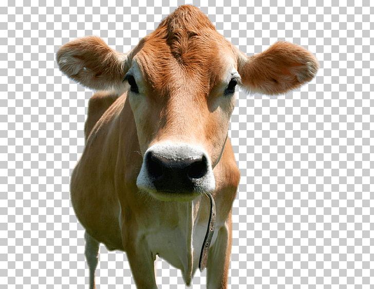 Jersey Cattle Holstein Friesian Cattle Brown Swiss Cattle Calf Milk PNG, Clipart, Agriculture, Animals, Breed, Cattle, Cattle Like Mammal Free PNG Download