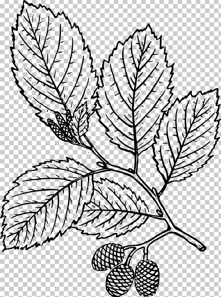 Alder Nature Drawing And Design; Botany PNG, Clipart, Alder, Artwork, Black And White, Botany, Branch Free PNG Download