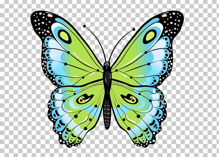Butterfly Drawing Moth PNG, Clipart, Arthropod, Brush Footed Butterfly, Butterflies And Moths, Butterfly, Color Free PNG Download