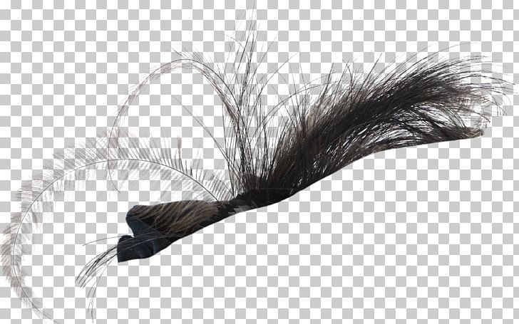 Feather White PNG, Clipart, Animals, Black And White, Bonus, Feather, Fur Free PNG Download