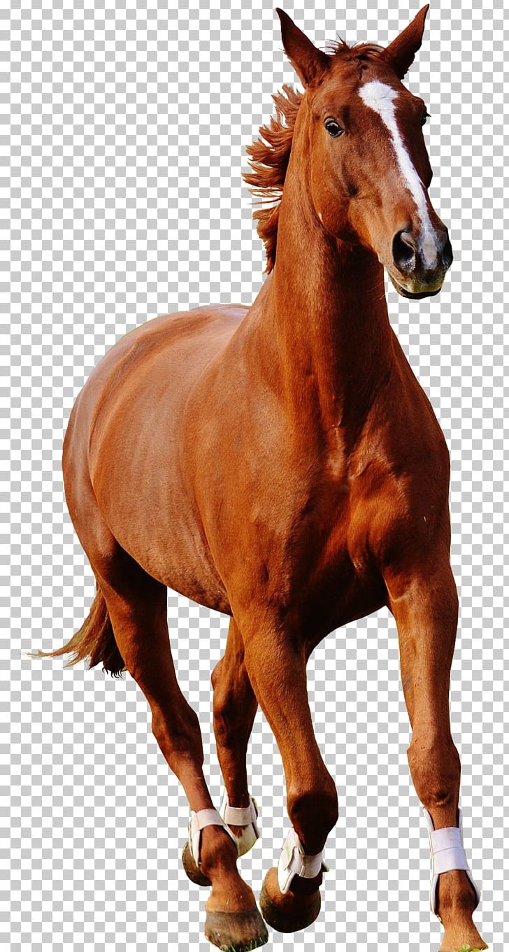 Mane Stallion Mare Mustang Rein PNG, Clipart, 2019 Ford Mustang, Bridle, Ford Mustang, Halter, Horse Free PNG Download
