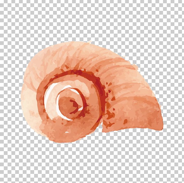 Seashell Orthogastropoda PNG, Clipart, Affairs, Animal, Beach, Bend, Biology Free PNG Download