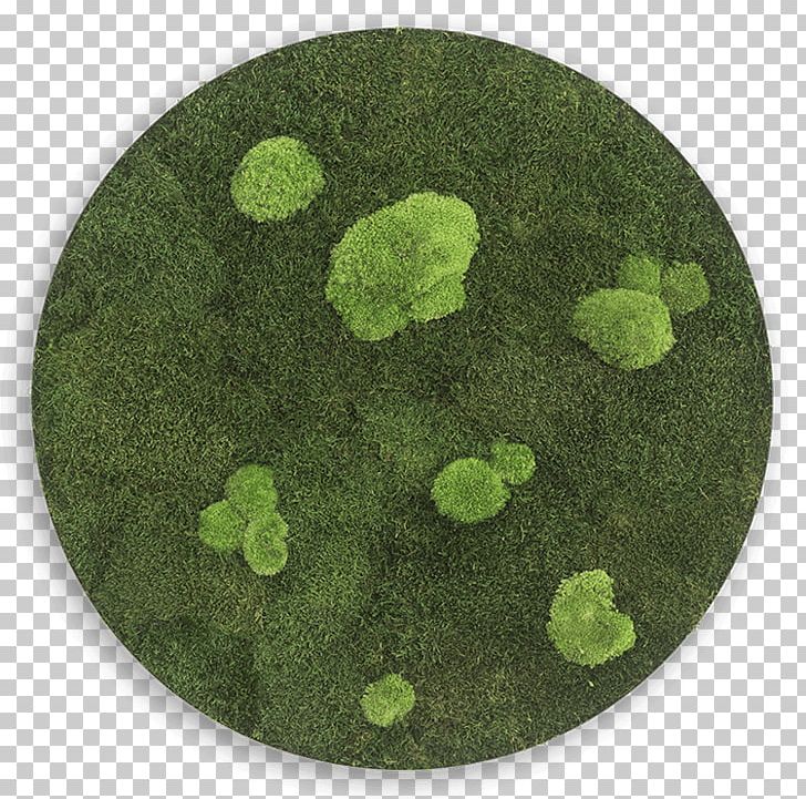 Circle Bryophyte Forest Iceland Moss Sphere PNG, Clipart, Bryophyte, Circle, Diameter, Education Science, Ellipse Free PNG Download