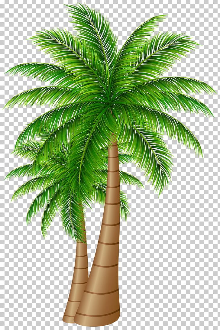 Palm Trees Coconut PNG, Clipart, Arecaceae, Arecales, Clip Art, Clipart, Coconut Free PNG Download