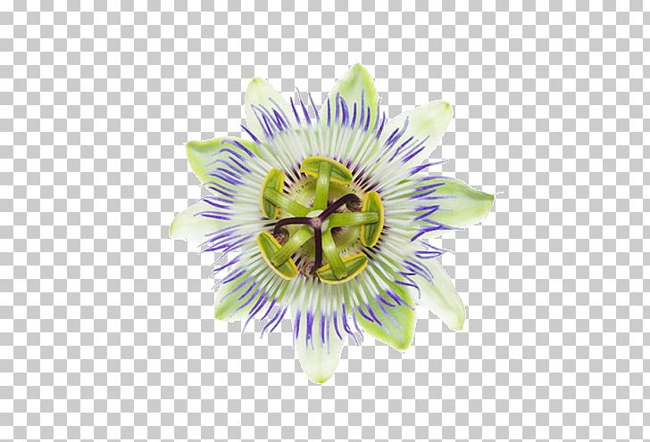 Purple Passionflower Giant Granadilla Passion Fruit PNG, Clipart, Chrysin, Closeup, Flower, Flowering Plant, Giant Granadilla Free PNG Download