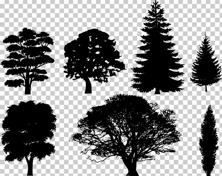 Tree Silhouette Drawing PNG, Clipart, Black And White, Branch, Christmas Tree, Clip Art, Conifer Free PNG Download