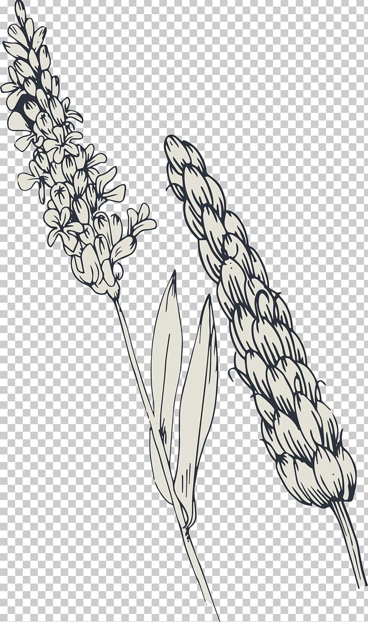 Wheat Adobe Illustrator PNG, Clipart, Black And White, Commodity, Drawing, Encapsulated Postscript, Flower Free PNG Download