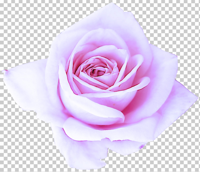 Garden Roses PNG, Clipart, Flower, Garden Roses, Hybrid Tea Rose, Petal, Pink Free PNG Download