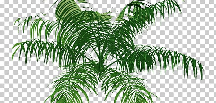 Arecaceae Tree Plan PNG, Clipart, Arecales, Attalea Speciosa, Branch, Coconut, Date Palm Free PNG Download