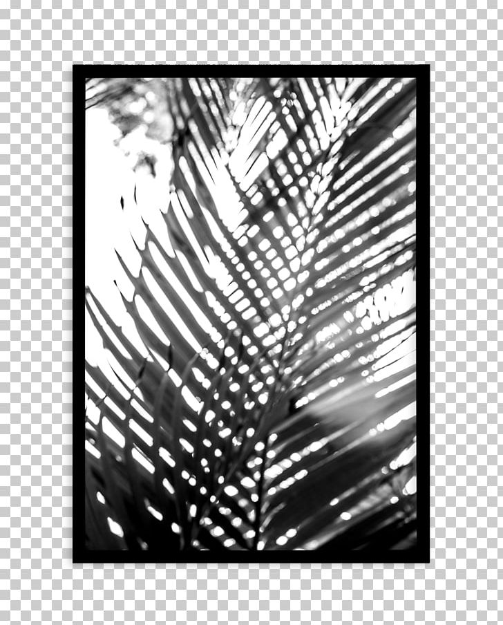 Photography Palm Springs Poster Font Palmier PNG, Clipart, Black, Black And White, Black Blur, Branch, Line Free PNG Download