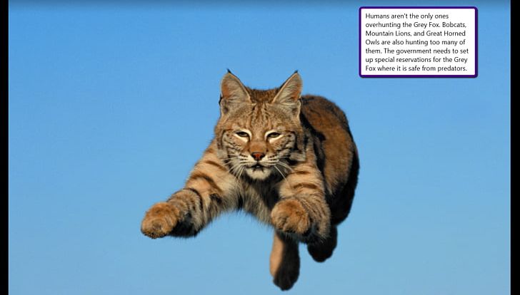 Bobcat United States Felidae Kitten PNG, Clipart, Animals, Bobcat, Carnivoran, Cat, Cat Like Mammal Free PNG Download