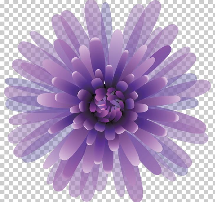 Chrysanthemum PNG, Clipart, Aster, Chrysanthemum, Chrysanths, Daisy Family, Flower Free PNG Download