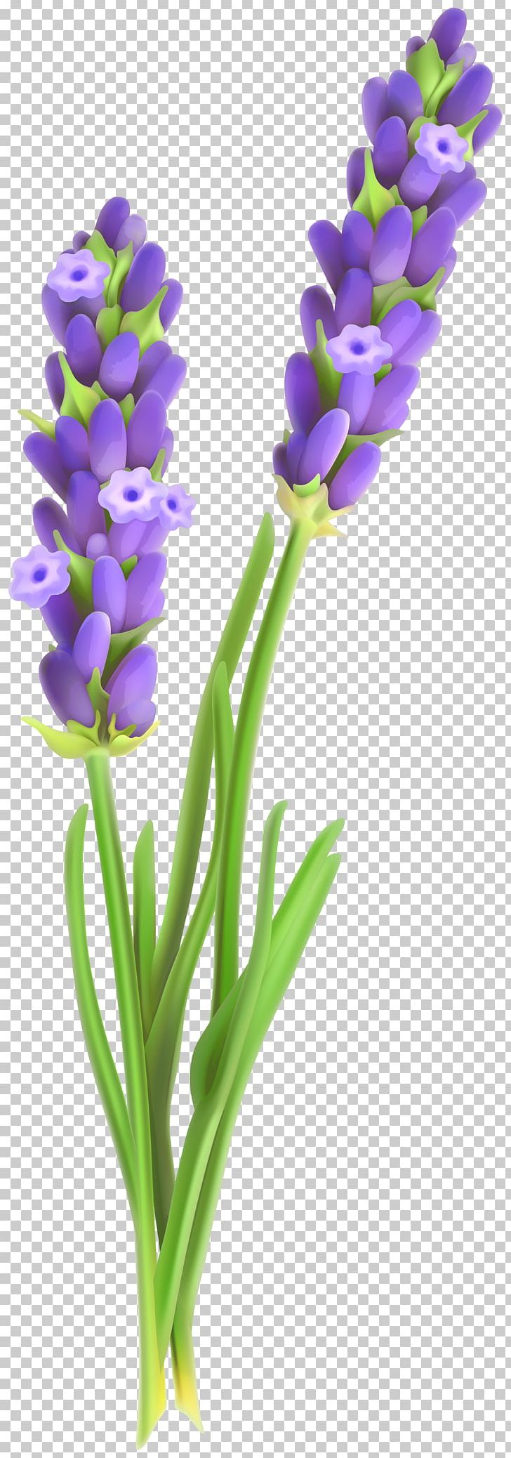Flower PNG, Clipart, Blog, Clipart, Clip Art, Color, Desktop Wallpaper Free PNG Download