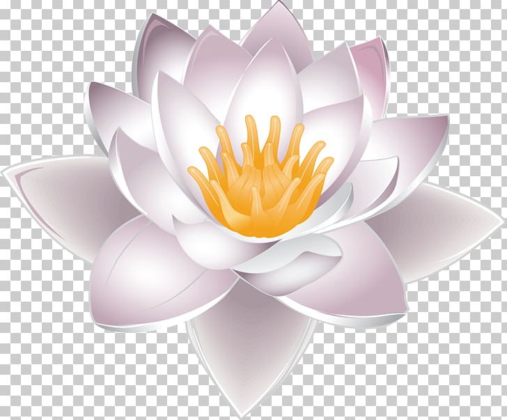 Nelumbo Nucifera Water Lily PNG, Clipart, Aquatic Plant, Computer Wallpaper, Download, Drawing, Elegant Free PNG Download