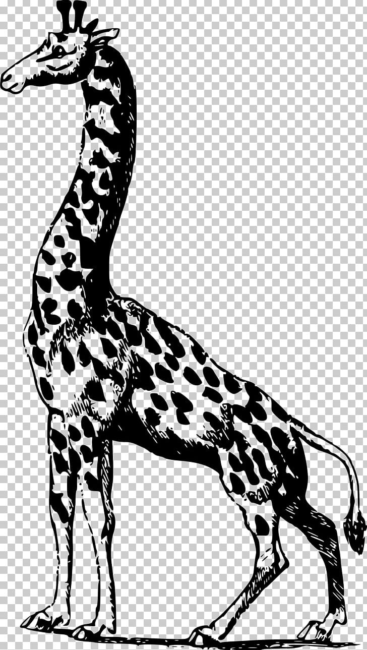 Africa Giraffe PNG, Clipart, Africa, Animal, Animal Figure, Animals, Black And White Free PNG Download