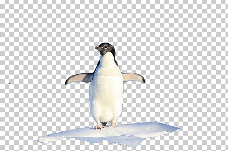 King Penguin IPhone 8 Hello PNG, Clipart, Alone, Alone Icon, Alone Man, Animal, Animals Free PNG Download