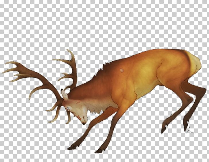 Reindeer Elk Antler Antelope Wildlife PNG, Clipart, Animal, Antelope, Antler, Cartoon, Deer Free PNG Download