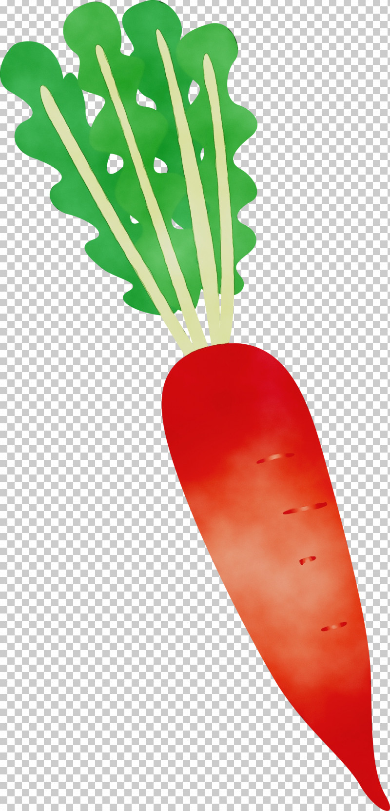 Plant Stem Vegetable Radish Fruit Plants PNG, Clipart, Biology, Fruit, Paint, Plants, Plant Stem Free PNG Download