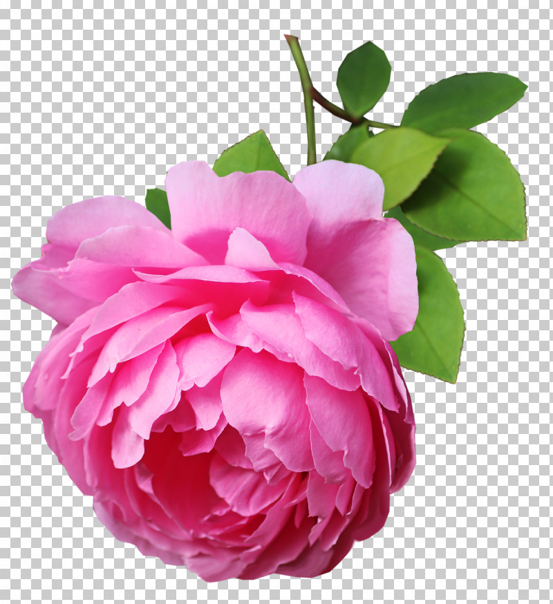 Garden Roses PNG, Clipart, Cabbage Rose, Camellia, Cut Flowers, Floribunda, Flower Free PNG Download