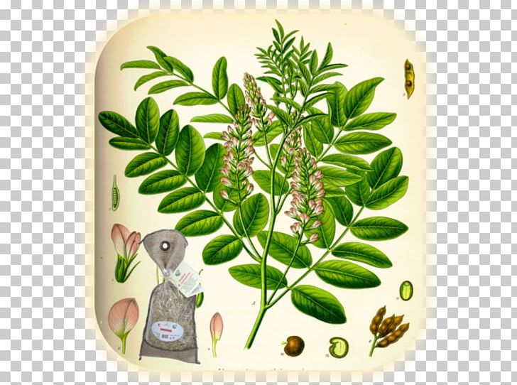 Liquorice Herb Medicinal Plants Anise Glycyrrhiza Uralensis PNG, Clipart, Anise, Extract, Fennel, Flowerpot, Food Drinks Free PNG Download