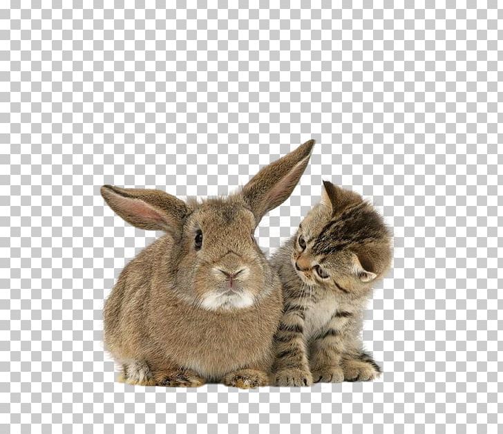 Maine Coon Kitten Pet Puppy Rabbit PNG, Clipart, Animal, Animals, Cat, Cat Like Mammal, Cat Protection Society Of Victoria Free PNG Download