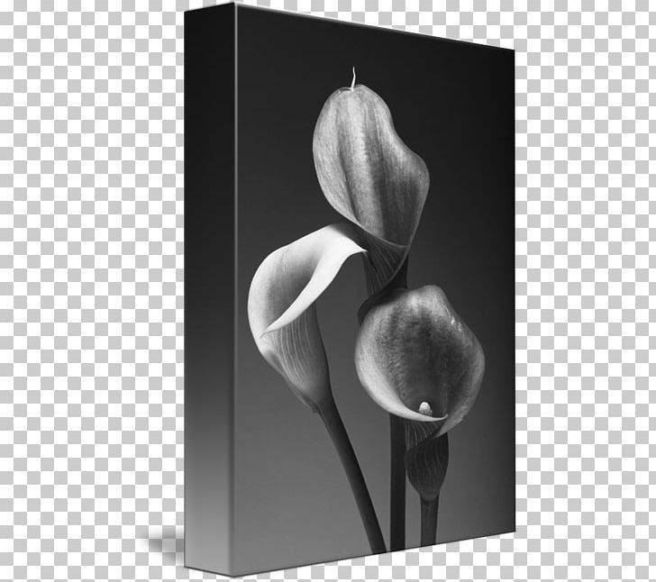 Black And White Fine-art Photography Canvas Print PNG, Clipart, Art, Art Museum, Artwork, Black And White, Calla Lily Free PNG Download