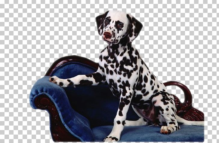 Dalmatian Dog Puppy The Hundred And One Dalmatians Cat Perros Y Perritos PNG, Clipart, 1080p, Animal, Carnivoran, Cat, Coat Free PNG Download