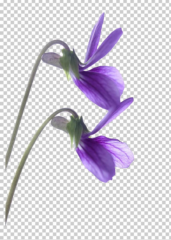 Violet Flower Drawing Purple PNG, Clipart, Download, Drawing, Flower, Flowering Plant, Green Free PNG Download