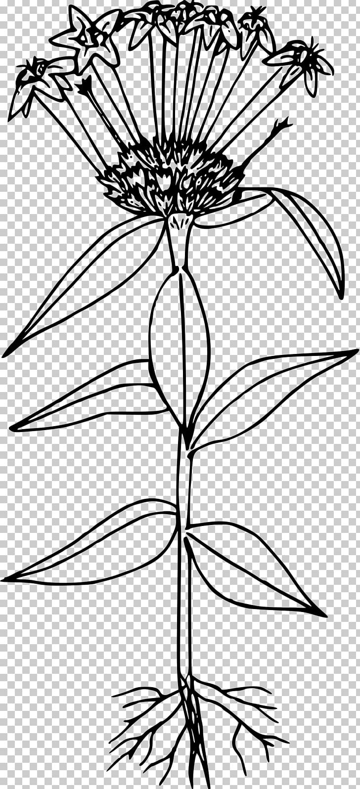 Collomia Grandiflora Line Art Drawing PNG, Clipart, Black And White, Branch, Collomia, Collomia Grandiflora, Coloring Book Free PNG Download
