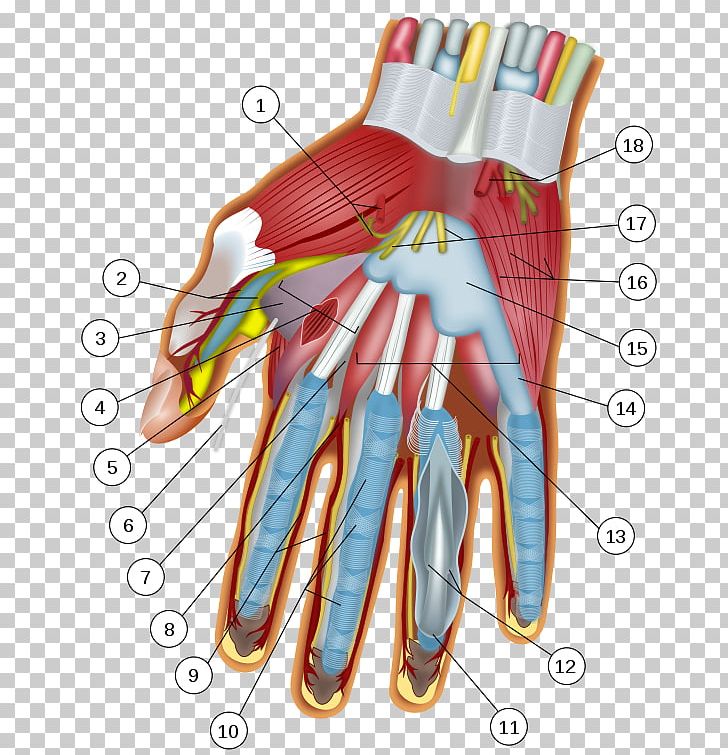 Jersey Finger Flexor Digitorum Profundus Muscle Anatomy Carpal Bones PNG, Clipart, Anatomy, Blood Vessel, Deep, Dissection, Extensor Digitorum Muscle Free PNG Download