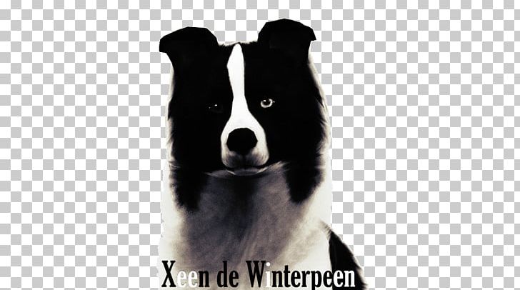 Border Collie Karelian Bear Dog Dog Breed Puppy Rough Collie PNG, Clipart, Animals, Bear, Border Collie, Breed, Carnivoran Free PNG Download