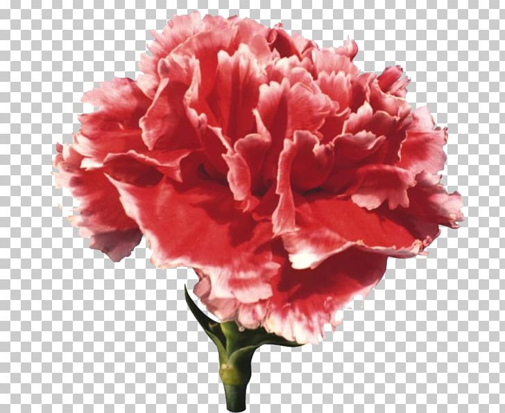 Carnation Flower PNG, Clipart, Carnation, Color Scheme, Cut Flowers, Dianthus, Flower Free PNG Download