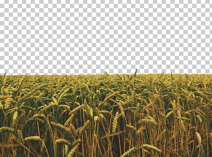 Crop Stock Photography Field PNG, Clipart, Agriculture, Barley, Cereal, Cereals, Commodity Free PNG Download
