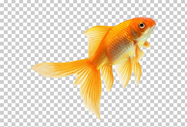 Goldfish Fin PNG, Clipart, Animals, Bony Fish, Digital Image, Download, Feeder Fish Free PNG Download