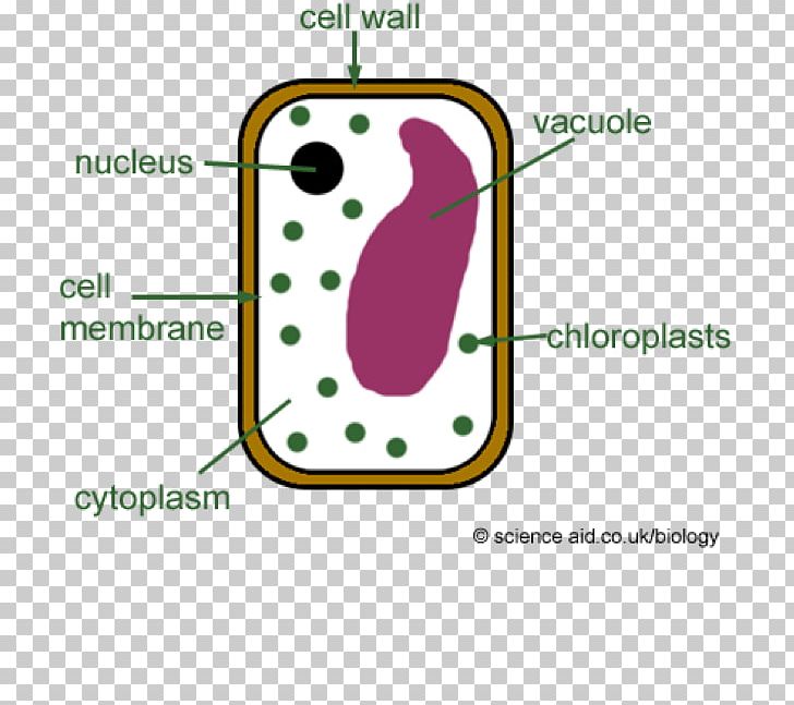 Plant Cell Diagram Plants Cell Wall PNG, Clipart, Angle, Area, Biology, Cell, Cellulose Free PNG Download
