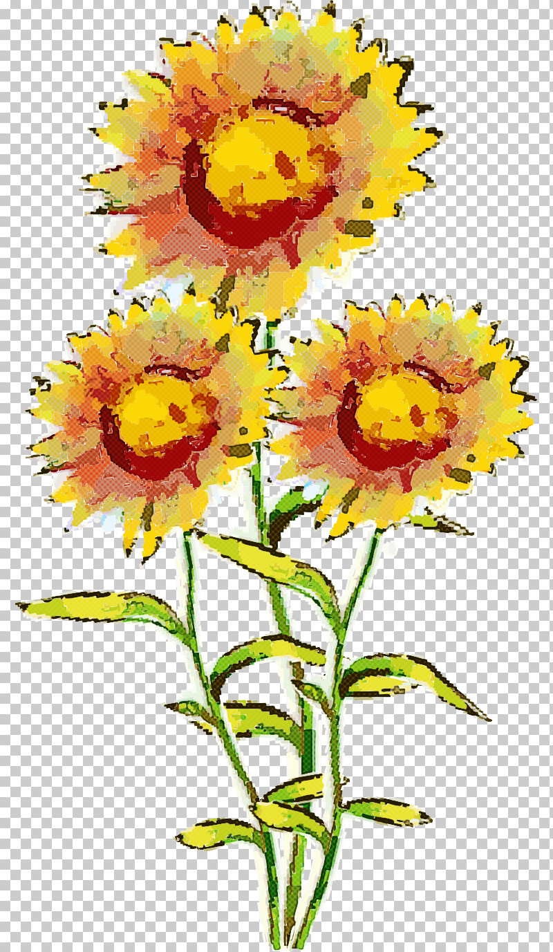 Sunflower PNG, Clipart, Annual Plant, Cut Flowers, English Marigold, Flower, Petal Free PNG Download