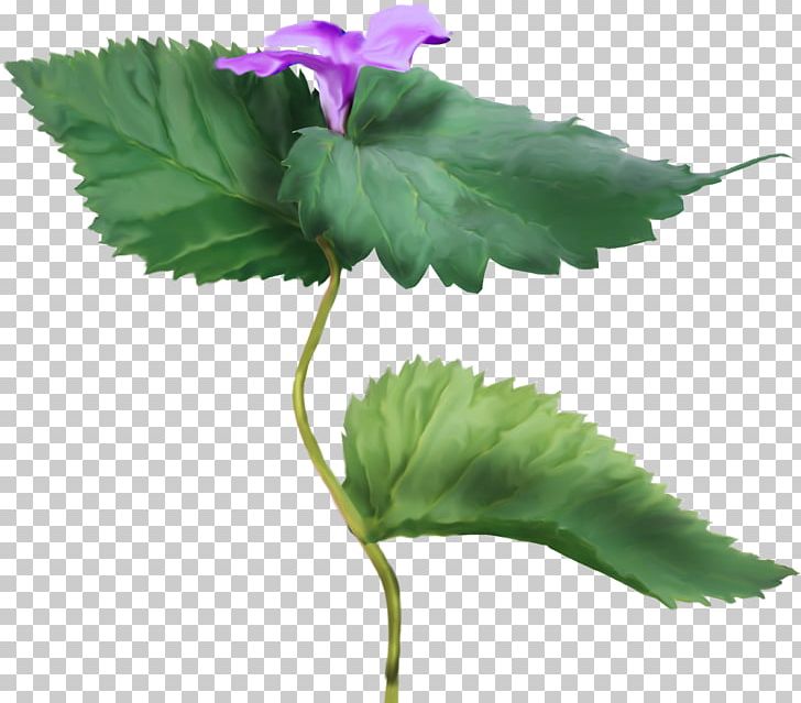 Herbaceous Plant Color Violet PNG, Clipart, Annual Plant, Color, Flower, Flowering Plant, Herb Free PNG Download