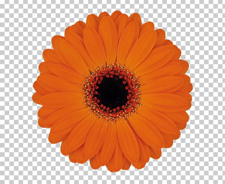 Optical Illusion Optics Black Hole Color PNG, Clipart, Allure, Black Hole, Color, Cut Flowers, Daisy Family Free PNG Download