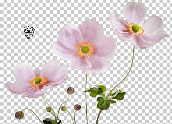 Fototapet Pink Flower Color PNG, Clipart, Anemone, Artificial Flower, Blossom, Color, Cut Flowers Free PNG Download
