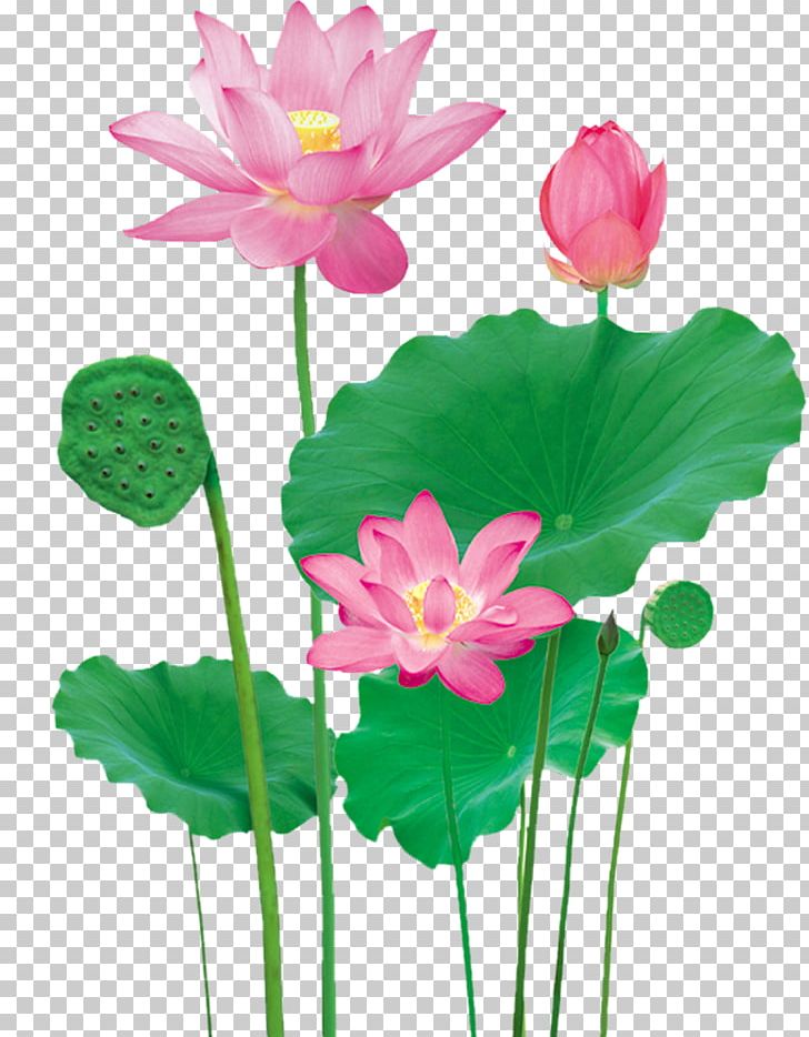 Lotus Pond Nelumbo Nucifera PNG, Clipart, Annual Plant, Aquatic Plant, Artificial Flower, Computer Graphics, Computer Icons Free PNG Download