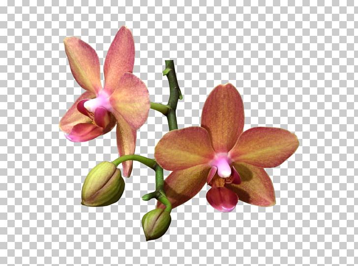 Moth Orchids Flower Plant PNG, Clipart, Cattleya, Cattleya Orchids, Cut Flowers, Desktop Wallpaper, Epidendrum Free PNG Download