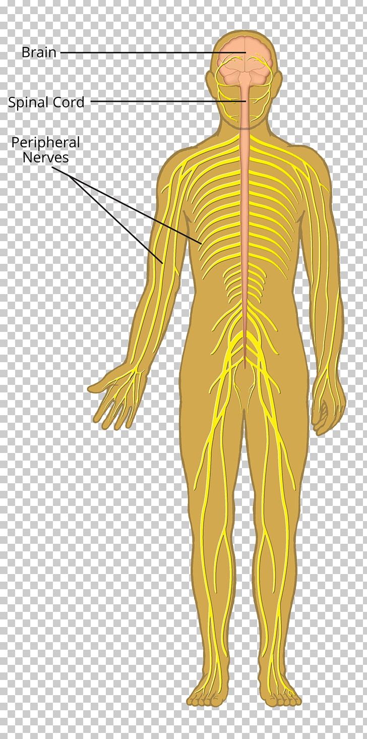 Nerve Organ Nervous System Muscle Human Body PNG, Clipart, Anatomy, Arm, Biology, Central Nervous System, Fictional Character Free PNG Download