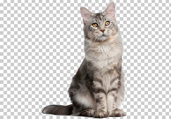 Pet Sitting Dog Norwegian Forest Cat Breed PNG, Clipart, American Wirehair, Animals, Asian, Asian Semi Longhair, Carnivoran Free PNG Download