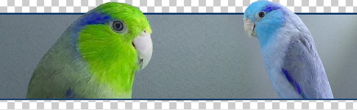 Budgerigar Lovebird Macaw Parrot PNG, Clipart, Beak, Bird, Budgerigar, Common Pet Parakeet, European Goldfinch Free PNG Download