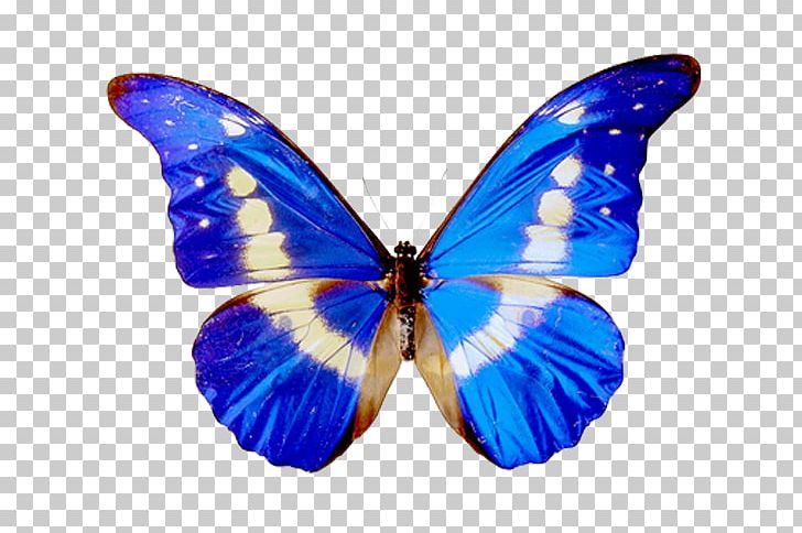 Butterfly PNG, Clipart, Art, Arthropod, Blue, Brush Footed Butterfly, Butterfly Free PNG Download